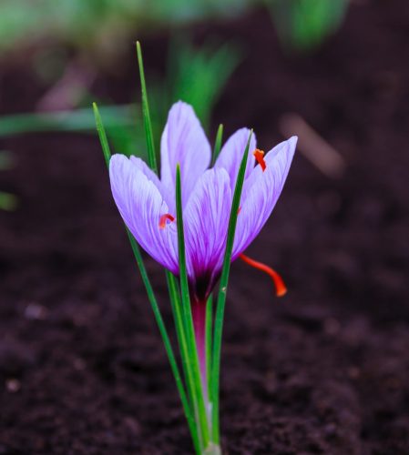 Saffron flowers on a saffron field during flowering. soft focus Saffron flowers during flowering on a saffron field. soft focus